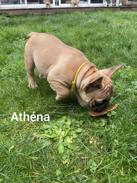 Bouledogue français - A réserver chiot bouledogue Francais LOF