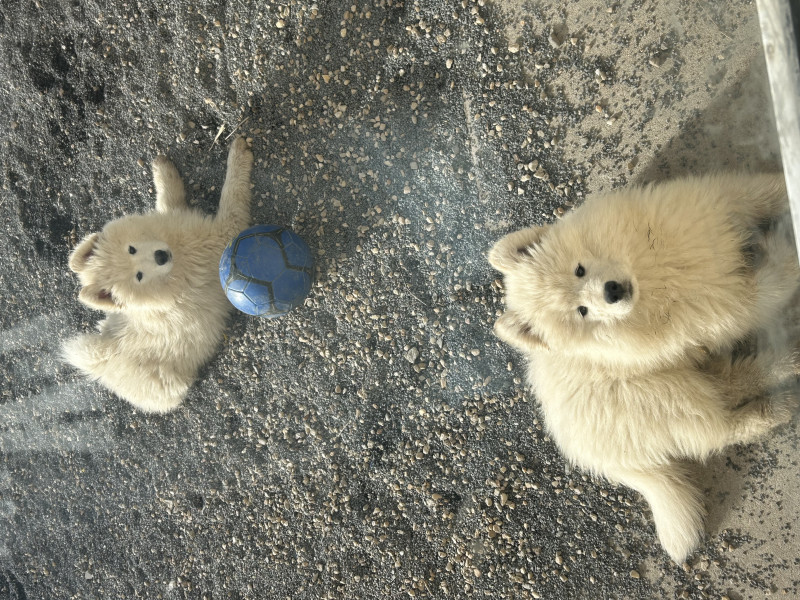 Samoyède - Chiots samoyède LOF disponible de suite