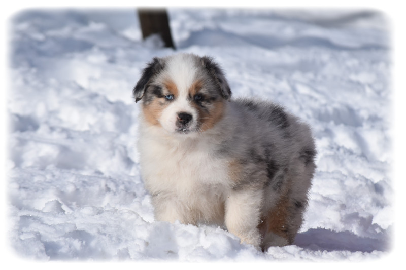 Berger Australien - Magnifiques chiots Bergers Australiens - DU PAYS ROCHOIS