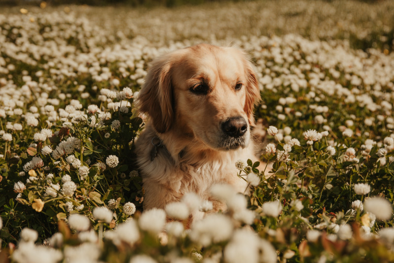 Golden Retriever - Chiots Golden fauve orangé
