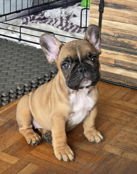 Bouledogue français - Chiots bouledogue français