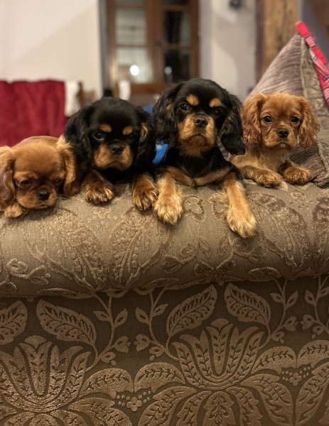Cavalier King Charles Spaniel - Chiots Cavalier King Charles