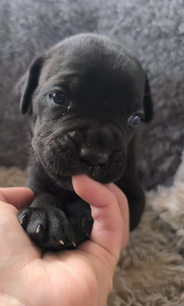 Cane Corso - Adorables chiots cane corso - L'Arche de Woz