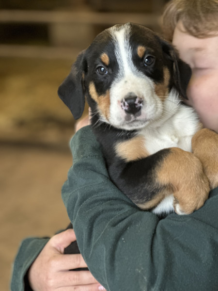 Grand bouvier suisse - Chiots grand bouvier suisse - Des potheys