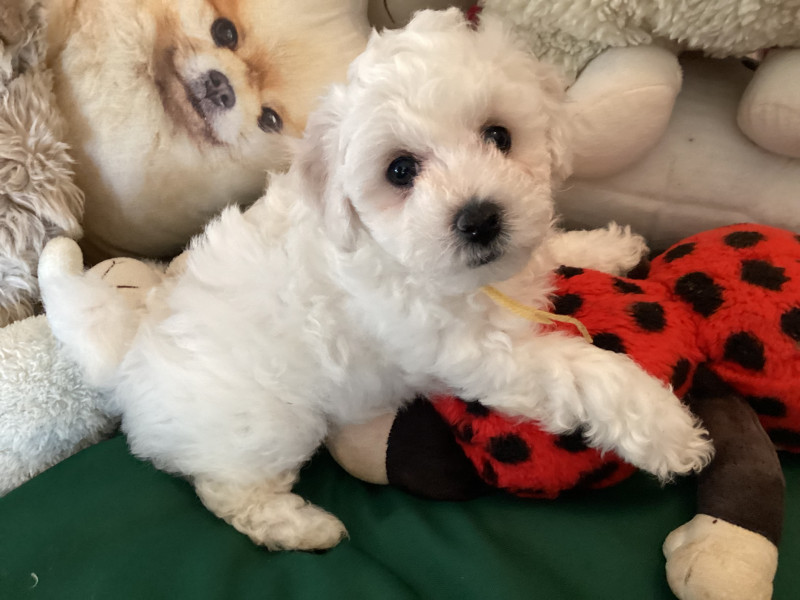 Bichon Frise - 3 Femelles et 2 mâles - 98158