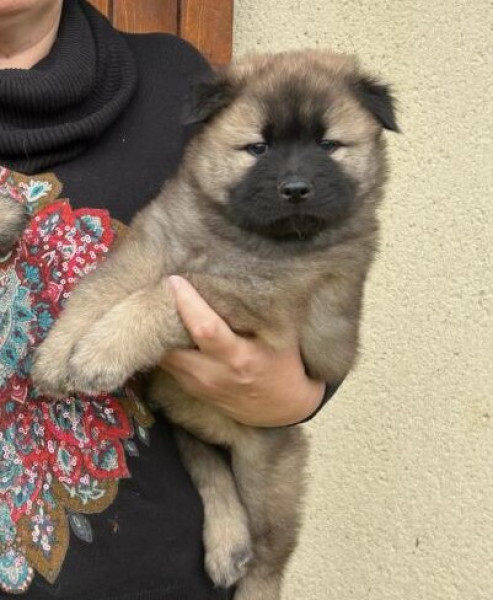 Eurasier - chiot femelle EURASIER LOF