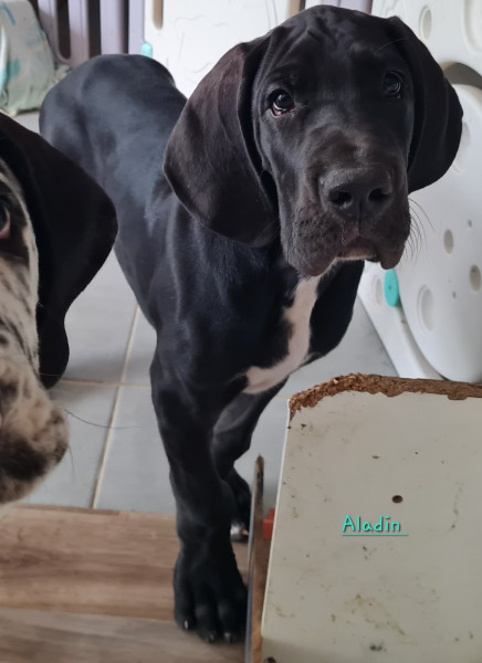 Dogue allemand - Chiot dogue allemand - Des Géants du Nivernais