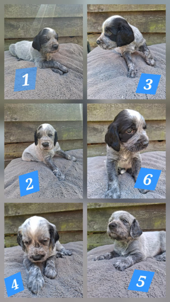 Epagneul bleu de Picardie - Chiot Epagneul bleu de Picardie LOF, de race - Des Sources du Liger
