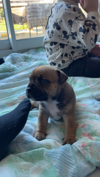 Staffordshire Bull Terrier - Chiots Staffordshire Bull Terrier