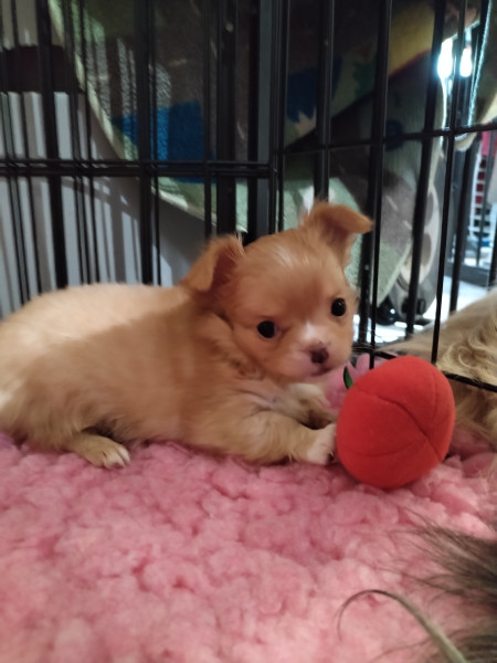 Chihuahua - Chiot chihuahua poils longs - Des minis minelie