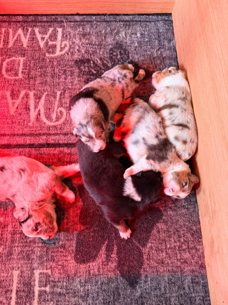 Chiot Berger Australien