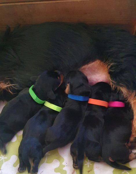 Teckel poil dur - Chiots teckels nain poil dur - Des Rêves D'Assenav