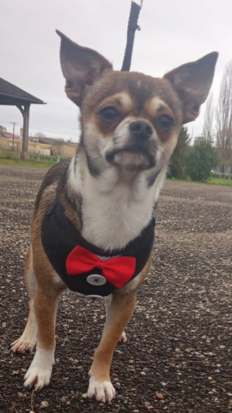 Chihuahua - Chiots chihuahua poils courts