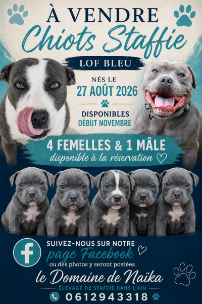 Chiot Staffordshire Bull Terrier
