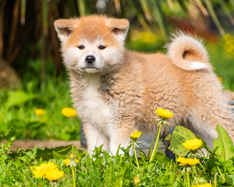 Akita - Chiots femelles rousses Akita inu LOF