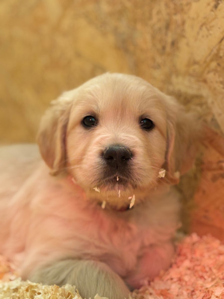 Golden Retriever - Élevage de golden retriever LOF  réservations ouvertes - du clos des divinites