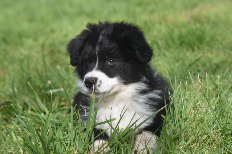 Chiot Berger Australien