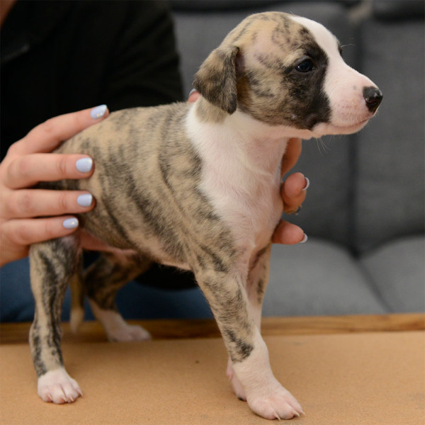 Whippet - Chiots Whippets LOF à réserver - dispos à partir du 7 janvier