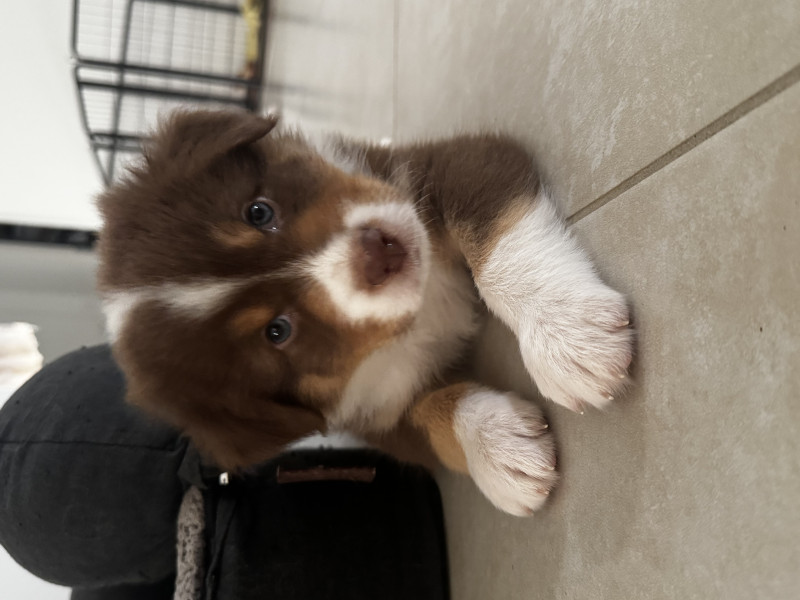 Berger Australien - Chiots Berger Australien