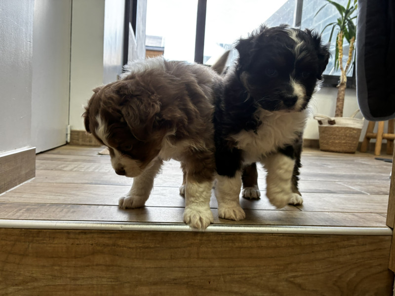 Berger Australien - Chiots Berger Australien LOF - Roi du Bois