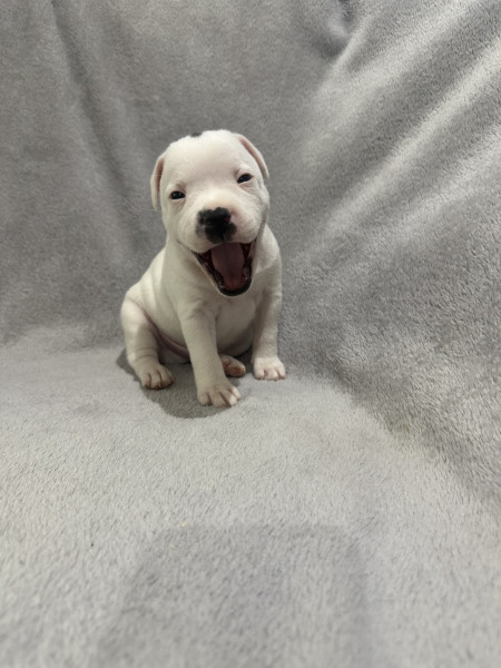 Staffordshire Bull Terrier - Staffordshire bull terrier - la tribu des cent