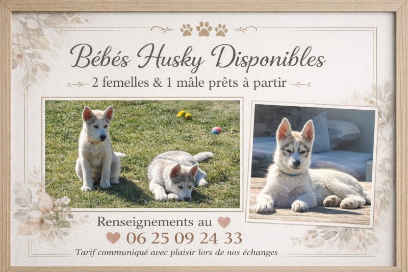 Siberian Husky - ? Chiots Husky Sibérien LOF ? Famille SNOW ?