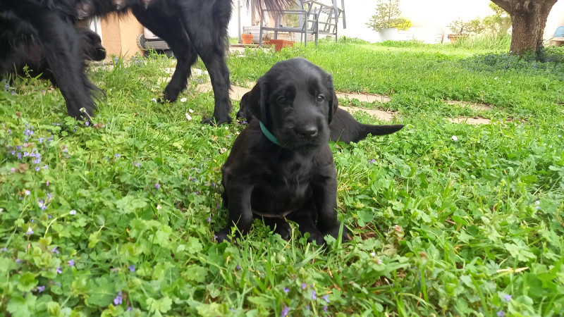 Flat Coated Retriever - Flat Coated Retriever