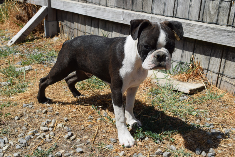 Boston Terrier - CHIOTS BOSTON TERRIER - DES GUERRIERS DE LA LUMIERE
