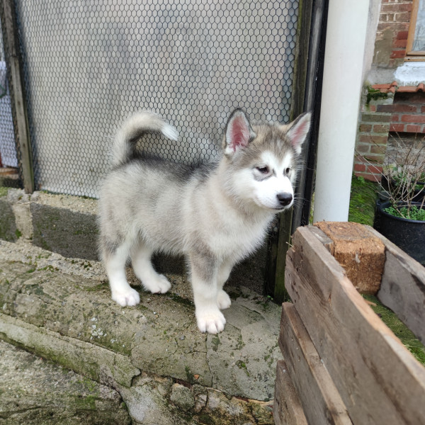 Alaskan Malamute - Chiot Mâle Malamute d'Alaska LOF Elevage familial "OF THE WEEPING ANGELS" situé dans la Somme (80) - OF THE WEEPING ANGELS