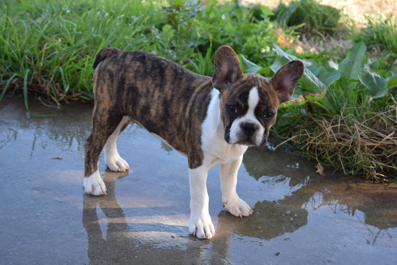 Bouledogue français - Chiots Bouledogue Français X Boston Terrier (Frenchton) - DES GUERRIERS DE LA LUMIERE