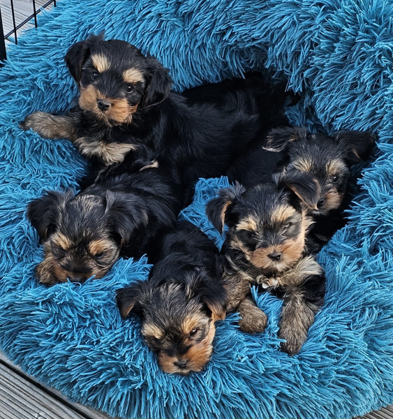 Yorkshire Terrier - Yorkshire Terriers LOF : 4 mâles et 2 femelles