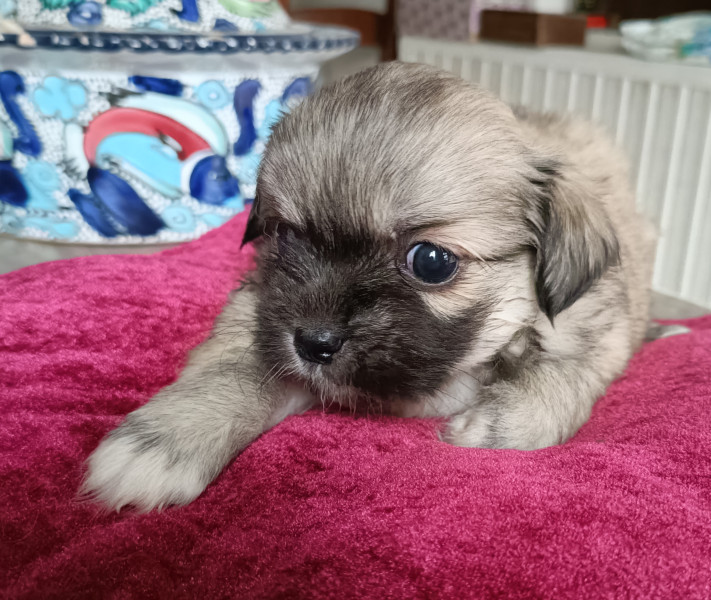 Epagneul tibetain - Chiots épagneul tibétain LOF