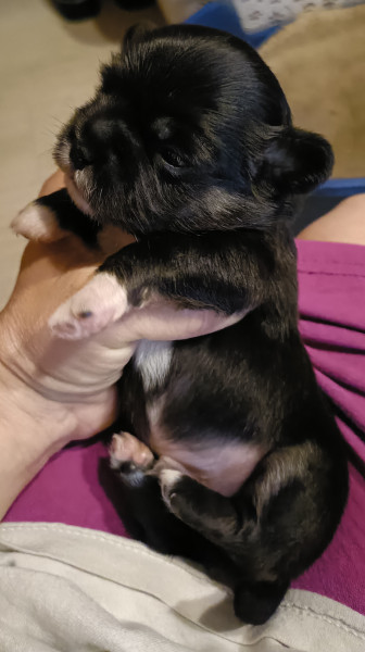 Epagneul tibetain - Chiots épagneul tibétain LOF