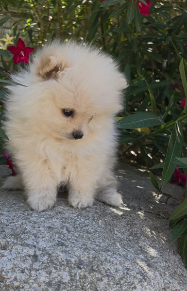 Spitz allemand - Spitz nain femelle , loulou de pomeranie - Des lous de la soulsoure
