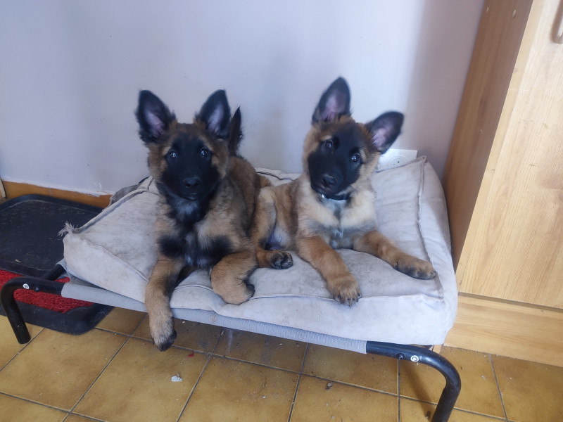 Berger Belge - Berger belge Tervueren ligné travail