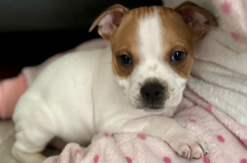 Staffordshire Bull Terrier - Staffie LOF - Of the stafford black panther