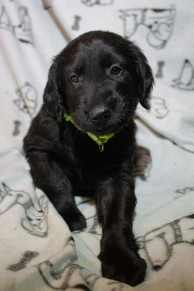 Flat Coated Retriever - Domaine de La SCHIRGOUTTE - Domaine de la SCHIRGOUTTE