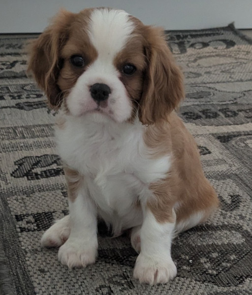 Cavalier King Charles Spaniel - Chiot Cavalier King Charles Spaniel