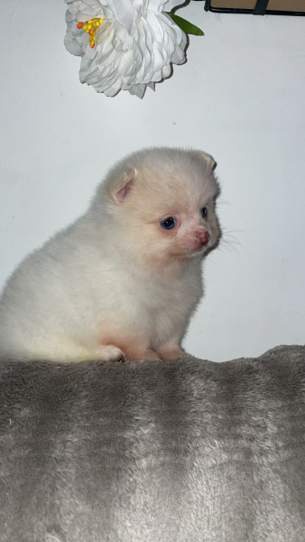Chihuahua - Pomchi - Didi élégance canine