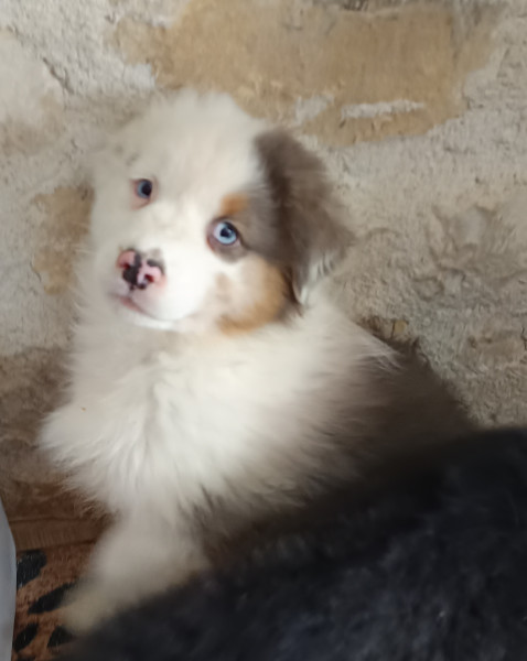 Berger Australien - Chiots Bergers australiens LOF dans le 17