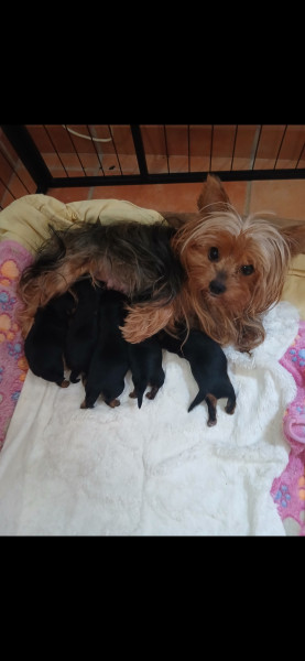 Yorkshire Terrier - Reservation