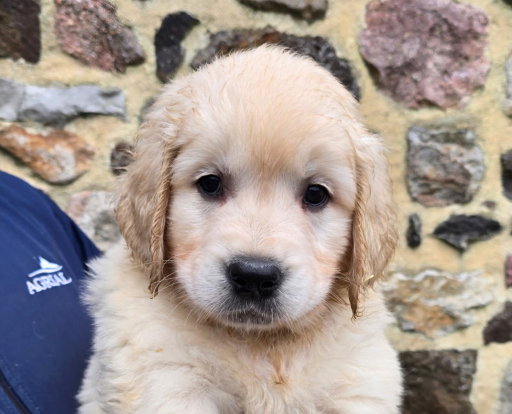 Golden Retriever - Chiot golden Lof