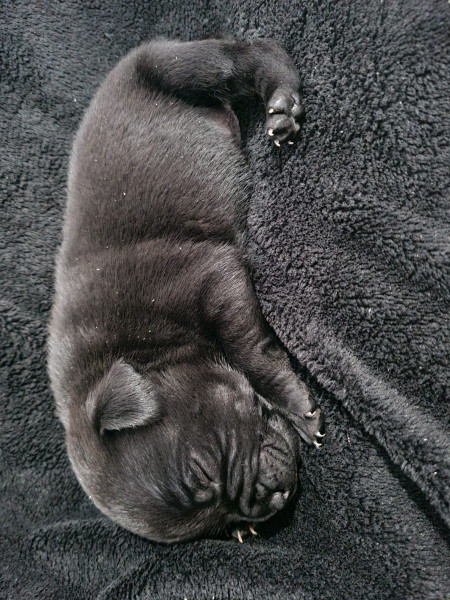 Staffordshire Bull Terrier - CHIOTS STAFFIE NOIR