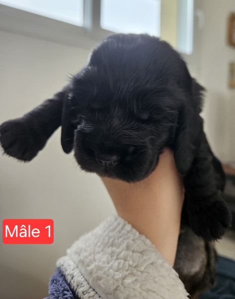 Cocker Spaniel Anglais - Chiots cocker spaniel anglais à réserver