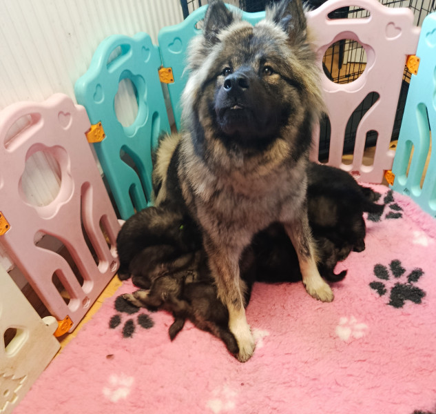 Eurasier - a reserver magnifiques eurasier lof - des geants du sault