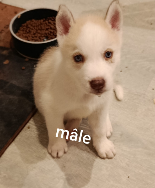 Siberian Husky - A réserver chiots husky sibérien