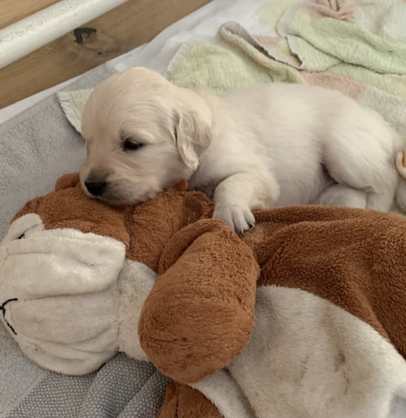 Golden Retriever - Chiots golden retriever