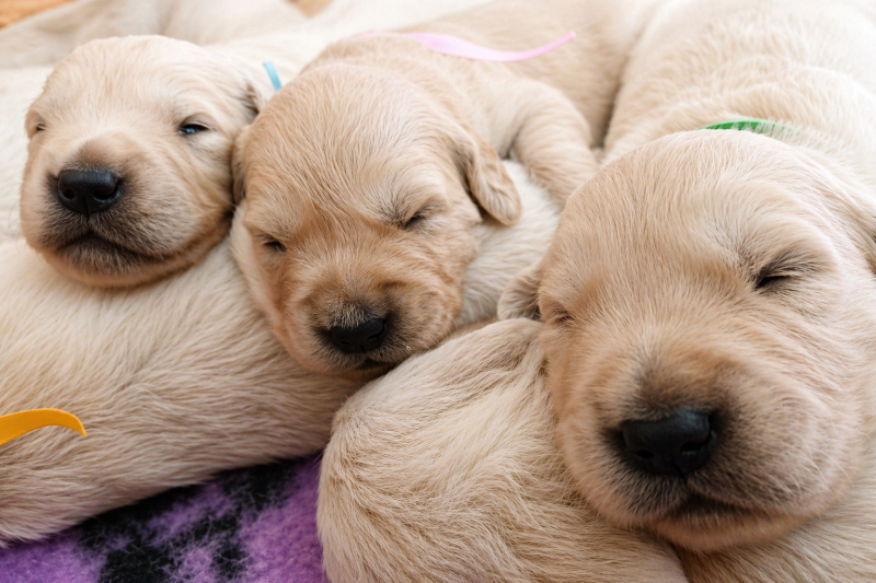 Golden Retriever - Chiots Golden Retriever LOF Portée familiale