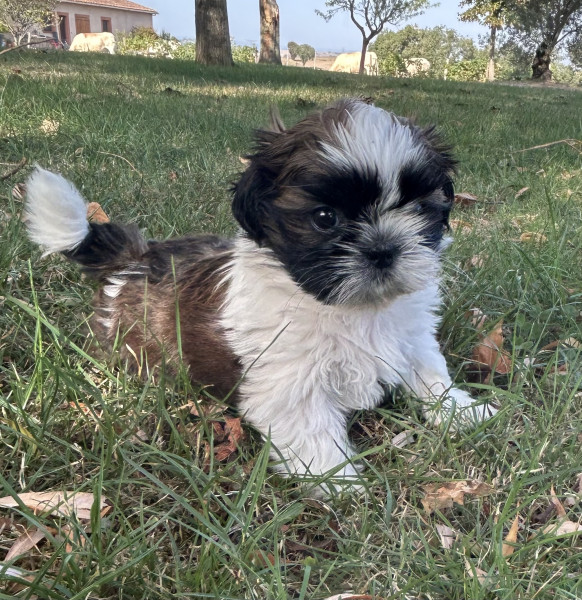 Shih Tzu - Une magnifique portée de chiots shih tzu
