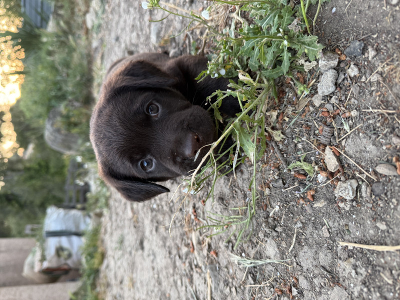 Labrador Retriever - chiots labrador chocolat - les délices de Praline